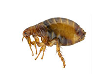 fly